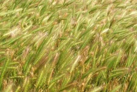 Close-up of green rye earsの写真素材