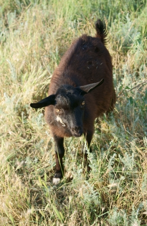 Dark goatling feeding in the meadowの写真素材