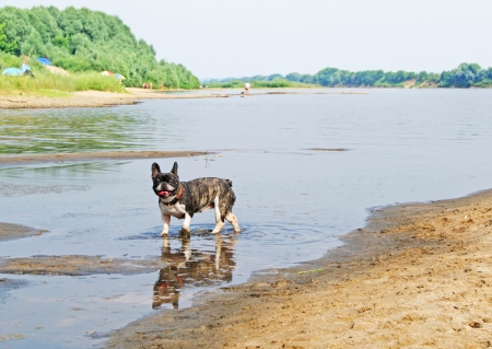 French bulldog running in the water and smilingの写真素材
