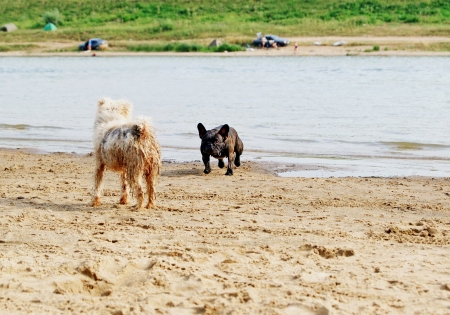 French bulldog running to shaggy terrier on the beachの写真素材
