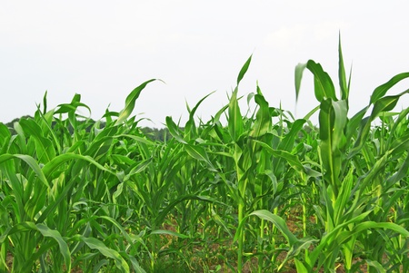 Lateral view on a field of growing cornの写真素材