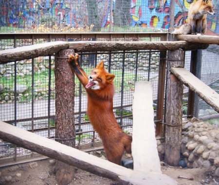 Cute red fox is stretching itself at the trunk in the zooの写真素材