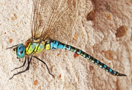 Side view on blue and yellow dragodfly in front of sandstone backgroundの写真素材