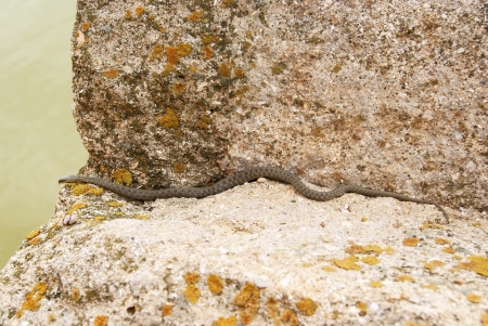 Snake is crawling to the water on shelly limestoneの写真素材