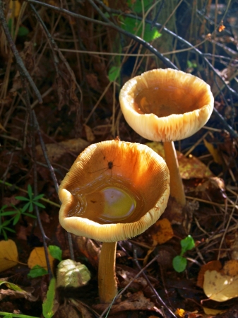 Two toadstool cups with water and a spider in the forestの写真素材