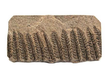 Well preserved specimen of fern Polymorphopteris with well visible details - 320 milions years old, age carboniferous, from Herault, Graissessac Coal Basin, France の写真素材