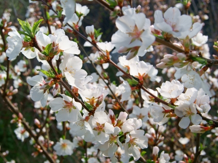 Close up of cherry blossom flowers in springの写真素材