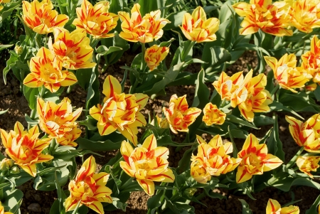 Close up of colorful springtime yellow and red striped double tulipsの写真素材