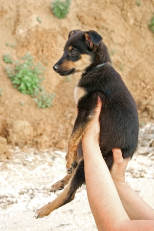 Cute puppy in loving hands in front of brown backgroundの写真素材