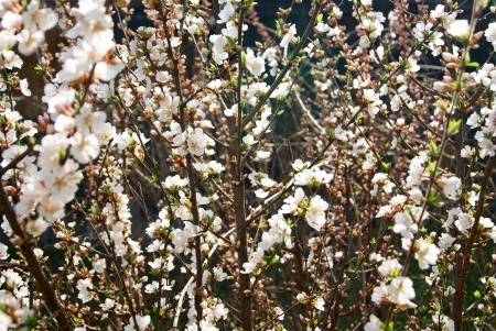 Front view on of cherry blossom flowers in springの写真素材