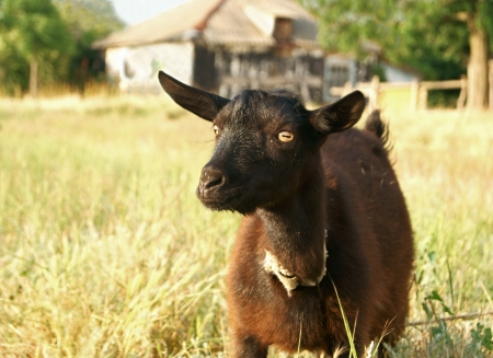 A portrait of black goat in the meadowの写真素材
