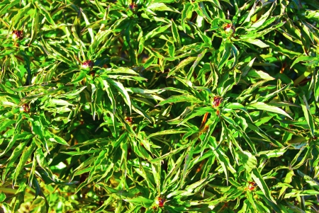 Peony bushes background in the gardenの写真素材