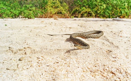 A snake is slithering from the bush on the beachの写真素材