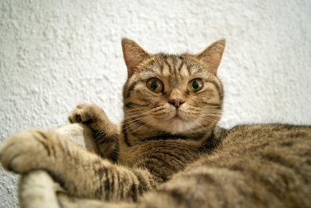 Female of the British Shorthair Black Golden Spotted catの写真素材