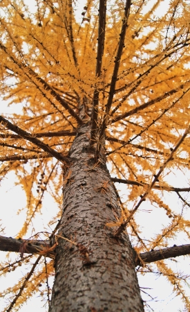 Yellow larch tree trunk closeup in autumnの写真素材