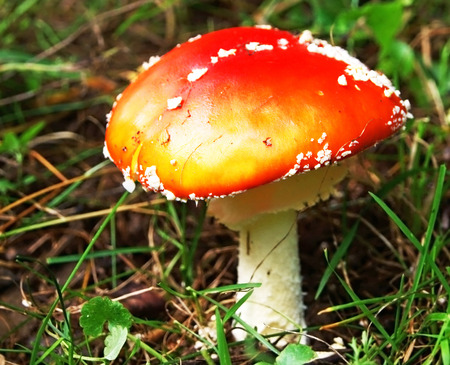 Close-up of red cap poisonous fungus  