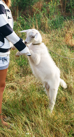 Unrecognizable girl gently holding white goat by legsの写真素材