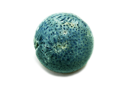 Rounded sphere of native blue coral mineral healingの写真素材