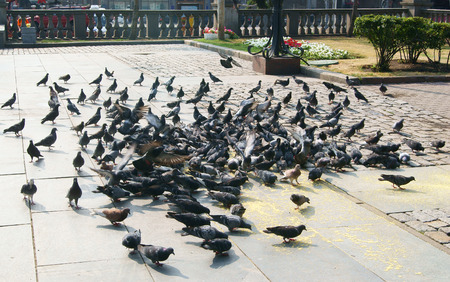 Group of pigeons feeding in the streetの写真素材