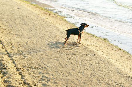 Miniature Pincher or Min Pin wearing harness standing on sandy beach near the sea and waitingの写真素材
