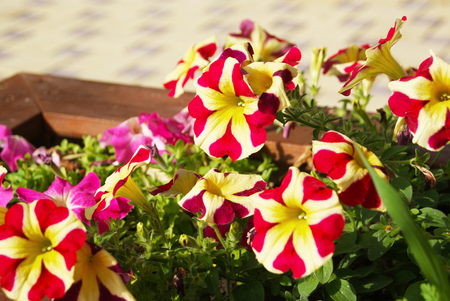 Closeup of city street decoration with bright petunia flowers in wooden boxの写真素材
