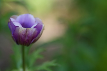Cheerful Tulipの写真素材