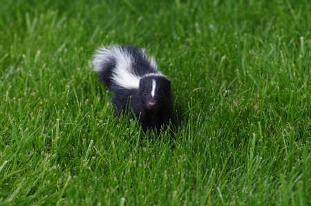 Baby Skunkの写真素材