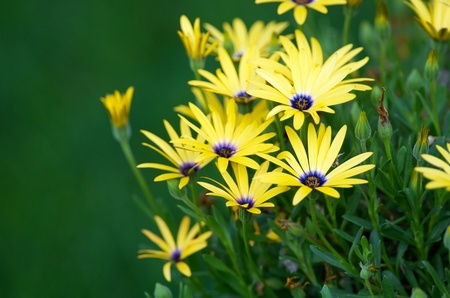 Yellow daisiesの写真素材