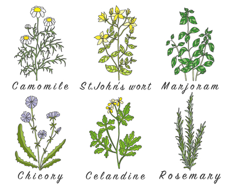 Set of spices, herbs and officinale plants icons. Healing plants. Medicinal plants, herbs, spices hand drawn illustrations. Botanic sketches icons.のイラスト素材