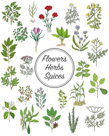 Set of spices, herbs and officinale plants icons. Healing plants. Medicinal plants, herbs, spices hand drawn illustrations. Botanic sketches icons.のイラスト素材