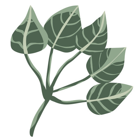 Decorative elegant leaves in monochrome green color scheme. Striped contrasting leaves. Tropical leaves for design.Isolated on white background.のイラスト素材