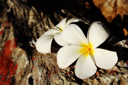 close up flower and rock の写真素材