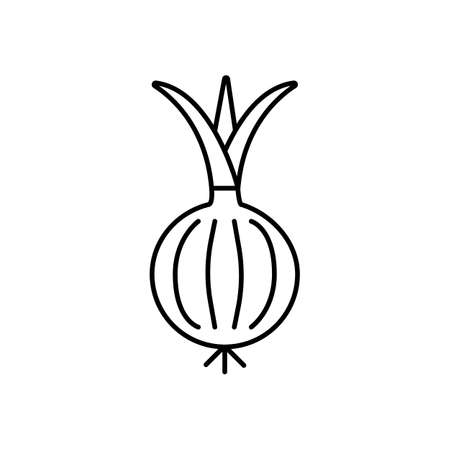 onion icon element of vegetables icon for mobile concept and web apps. Thin line onion icon can be used for web and mobile. Premium icon on white background.のイラスト素材