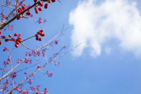 red fruits on the blue sky background.