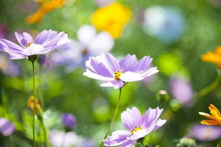 beautiful cosmos flowers.