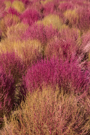 pink cypress tree background.の写真素材