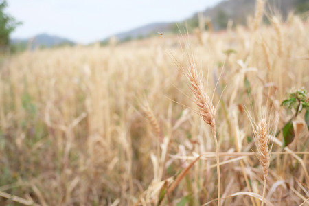blurred barley field