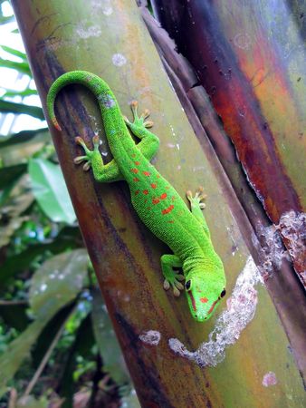 Green Madagascar taggecko on a palm treeの写真素材