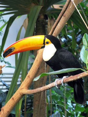 Toucanの写真素材