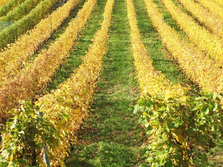 Vineyard in Montreux, Switzerlandの写真素材
