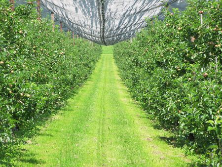 Apple garden covered with netの写真素材