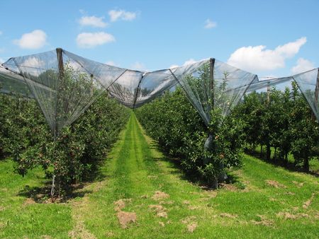Apple gardenの写真素材