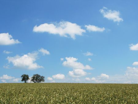 Wheat fieldの写真素材