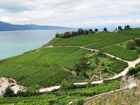 Famouse vineyards in Lavaux region against Geneva lake. Switzerlandの写真素材