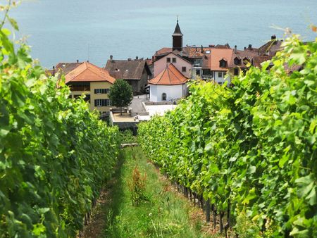 Famouse vineyards in Lavaux region against Geneva lake. Switzerlandの写真素材