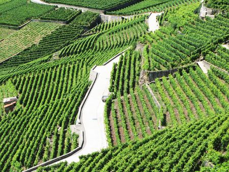 Famouse vineyards in Lavaux region against Geneva lake. Switzerlandの写真素材