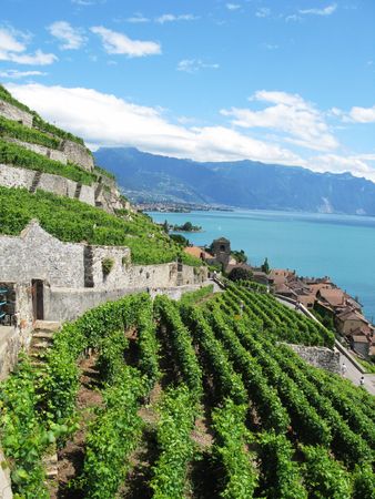 Famouse vineyards in Lavaux region against Geneva lake. Switzerlandの写真素材