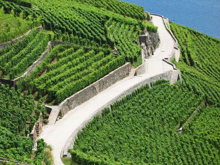 Famous vineyards in Lavaux region, Switzerlandの写真素材