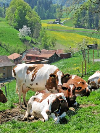 Cows in Emmental region, Switzerland の写真素材