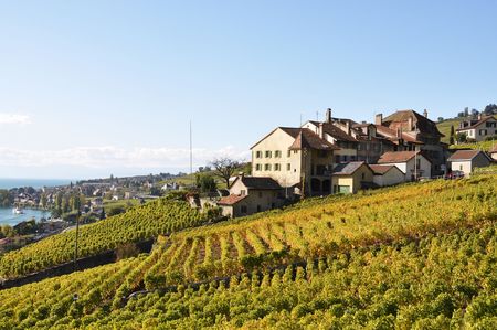 Vineyards in Lavaux region at Geneva lake, Switzerlandの写真素材